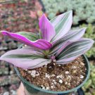 Tradescantia 'Nanouk' Pink Wandering Dude Houseplant. Tradescantia 'Nanouk' Pink Wandering Dude Houseplant.