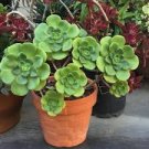Aeonium 'Lily Pad' Rosette Succulent Plant -3 Cuttings Aeonium 'Lily Pad' Rosette Succulent Plant -3 Cuttings