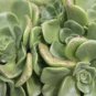 Aeonium 'Lily Pad' Rosette Succulent Plant -3 Cuttings