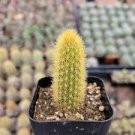 Cleistocactus winteri Golden Rat Tail Cactus In 2” Pot - Second Picture.