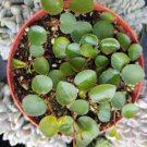 Big Leaf Ruby Cascade Peperomia - 4” Pot - Easy to Grow Succulent.