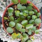 Big Leaf Ruby Cascade Peperomia - 4&acirc;�� Pot - Easy to Grow Succulent.