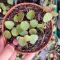 Big Leaf Ruby Cascade Peperomia - 4&acirc;�� Pot - Easy to Grow Succulent.