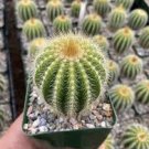 Parodia warasii @ cacti rare cactus notocactus In 4” Pot Parodia warasii @ cacti rare cactus notocactus In 4” Pot