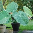 3 LIVE BULBS Colocasia gigantea Thailand Giant Thai Giant Elephant Ear Huge Leaf