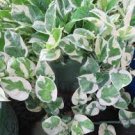 N'Joy Pothos Unrooted Cutting Live House Plant -3 Cuttings.