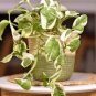 N'Joy Pothos Unrooted Cutting Live House Plant -3 Cuttings.