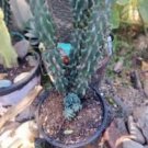 Cereus Monstrose Columnar Fat Double Top Cactus Plant 10H