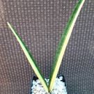 Sansevieria Intermedia Half Variegated Plant Succulent Sansevieria Intermedia Half Variegated Plant Succulent
