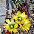 3 pcs Opuntia Cylindropuntia hybrid Fulgida x Leptocaulis Cactus Cuttings 3 pcs Opuntia Cylindropuntia hybrid Fulgida x Leptocaulis Cactus Cuttings