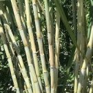 4 Cuttings Organic Fresh Green Sugarcane Cuttings Sugar Cane Plants 4 Cuttings Organic Fresh Green Sugarcane Cuttings Sugar Cane Plants