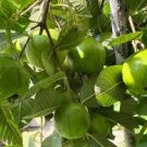 1 Bangkok White Crunchy Tropical Guava Tree, Psidium Guajava Tree App 25 1 Bangkok White Crunchy Tropical Guava Tree, Psidium Guajava Tree App 25