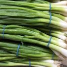 300Pcs Home Grow Organic White Lisbon Onion Bunching Onion, Green Onion Seeds