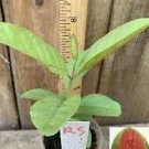 1 Sweet Ruby Supreme Guava Fruit Tree, Psidium guajava Tree App. 25 1 Sweet Ruby Supreme Guava Fruit Tree, Psidium guajava Tree App. 25