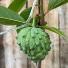 10 Seeds, Rare Pineapple Annona Cherimola X A Squannosa Atemoya, Annona Squnnosa 10 Seeds, Rare Pineapple Annona Cherimola X A Squannosa Atemoya, Annona Squnnosa