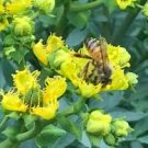 S. California Garden Organic Rue Seeds, Ruda, Ruta Graveolens Plant Seeds