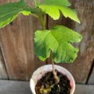 1 Live Seedling Fig Tree, Fully Rooted, Ready to plant and Grow 1 Live Seedling Fig Tree, Fully Rooted, Ready to plant and Grow