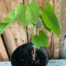 1 Red Wine Grape Vine Bare Root Vineyard Healthy Live Vine, Ready to Grow 1 Red Wine Grape Vine Bare Root Vineyard Healthy Live Vine, Ready to Grow