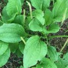2000 Broad Leaf Home Garden Organic Plantain Plantago Major Rosularis Herb Seeds 2000 Broad Leaf Home Garden Organic Plantain Plantago Major Rosularis Herb Seeds