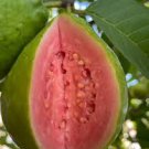 50 Pcs Rare Guava, Psidium Guajava Seeds, High Germination Seeds