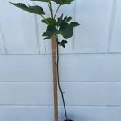 1 Live Seedling Starter Fig Tree, Ready to Plant and Grow App. 40
