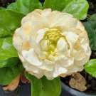 Grand Duke of Tuscany Jasmine Starter Live Plant 2 to 5" tall~Super Fragrant Grand Duke of Tuscany Jasmine Starter Live Plant 2 to 5" tall~Super Fragrant