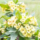 YELLOW CROWN OF THORNS~7" WELL ROOTED LIVE PLANT~BIG FLOWERS~EUPHORBIA