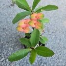 RARE ORANGE & GREEN CROWN OF THORNS~7 TO 12" WELL ROOTED LIVE PLANT~EUPHORBIA RARE ORANGE & GREEN CROWN OF THORNS~7 TO 12" WELL ROOTED LIVE PLANT~EUPHORBIA