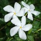 2 Pinwheel Jasmine Starter Live plant~2 Plug Size 5 to 7 inches Tall 2 Pinwheel Jasmine Starter Live plant~2 Plug Size 5 to 7 inches Tall