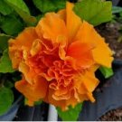 EXOTIC JANE COWELL HIBISCUS WELL ROOTED STARTER LIVE PLANT 5 TO 7 INCHES TALL
