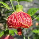 Abutilon Orange Tiger Chinese Lantern Live Starer Plant Abutilon Orange Tiger Chinese Lantern Live Starer Plant