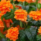 Orange Crossandra Live Plants 7 to 10 inches tall~2 Plugs Per Order Orange Crossandra Live Plants 7 to 10 inches tall~2 Plugs Per Order