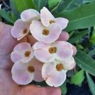 HYBRID MULTICOLOR CROWN OF THORNS~7" WELL ROOTED LIVE PLANT~ FLOWERS~EUPHORBIA