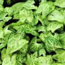 Syngonium Batik Live Plant~Arrowhead Vine Batik Plant in 4" Pot~Easy HousePlant