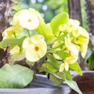 GREEN~YELLOW CROWN OF THORNS 7" WELL ROOTED LIVE PLANT~BIG FLOWERS~EUPHORBIA