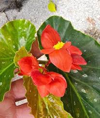 Lois Burke Angel wing Begonia Live Plant 10 To 15" Tall In 4" Pot~HousePlant