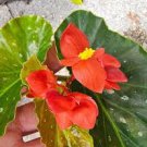 Lois Burke Angel wing Begonia Live Plant 10 To 15" Tall In 4" Pot~HousePlant