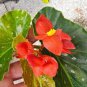 Lois Burke Angel wing Begonia Live Plant 10 To 15" Tall In 4" Pot~HousePlant