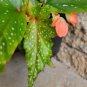 Lois Burke Angel wing Begonia Live Plant 10 To 15" Tall In 4" Pot~HousePlant
