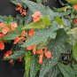Lois Burke Angel wing Begonia Live Plant 10 To 15" Tall In 4" Pot~HousePlant