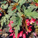 Lana Angel wing Begonia Live Plant 10 To 15" In 4" Pot~Bright Pink Flowers
