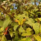 Black Pagoda~ Aeschynanthus longicaulis~Zebra Vine Lipstick Plant