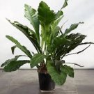 Anthurium Water Dragon Starter Live Plant 5 to 8 inches tall~USA SELLER Anthurium Water Dragon Starter Live Plant 5 to 8 inches tall~USA SELLER