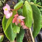 White Flowers Angel wing Begonia Live Plant 10 To 15" Tall In 4" Pot~HousePlant