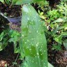 Aspidistra Live Plant~Milky Way fancy Cast Iron Plant in 4 inches pot