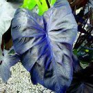 Colocasia Black Coral Live Plant~Elephant Ears Plant 10" Tall In 4" Pot