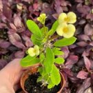 GREEN~YELLOW CROWN OF THORNS 7" WELL ROOTED LIVE PLANT~BIG FLOWERS~EUPHORBIA