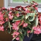 Torch Pink Angel wing Begonia Live Plant~ 10 To 12" Tall~Ship On 4" Pot