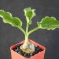 Drimiopsis maculata rare dots drimia exotic scilla succulent bulb plant 2" pot