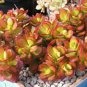 Drimiopsis maculata rare dots drimia exotic scilla succulent bulb plant 2" pot